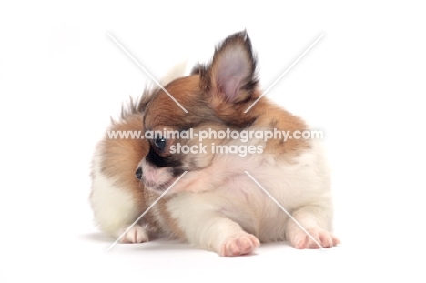 cute longhaired Chihuahua puppy on white background, looking away