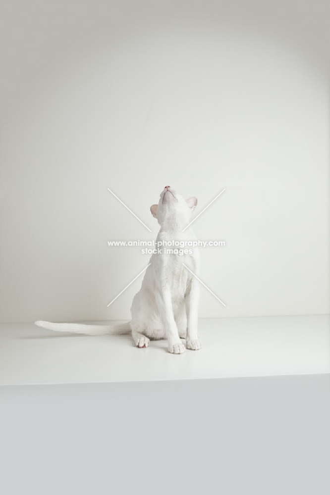 white oriental shorthair cat sitting and looking straight up