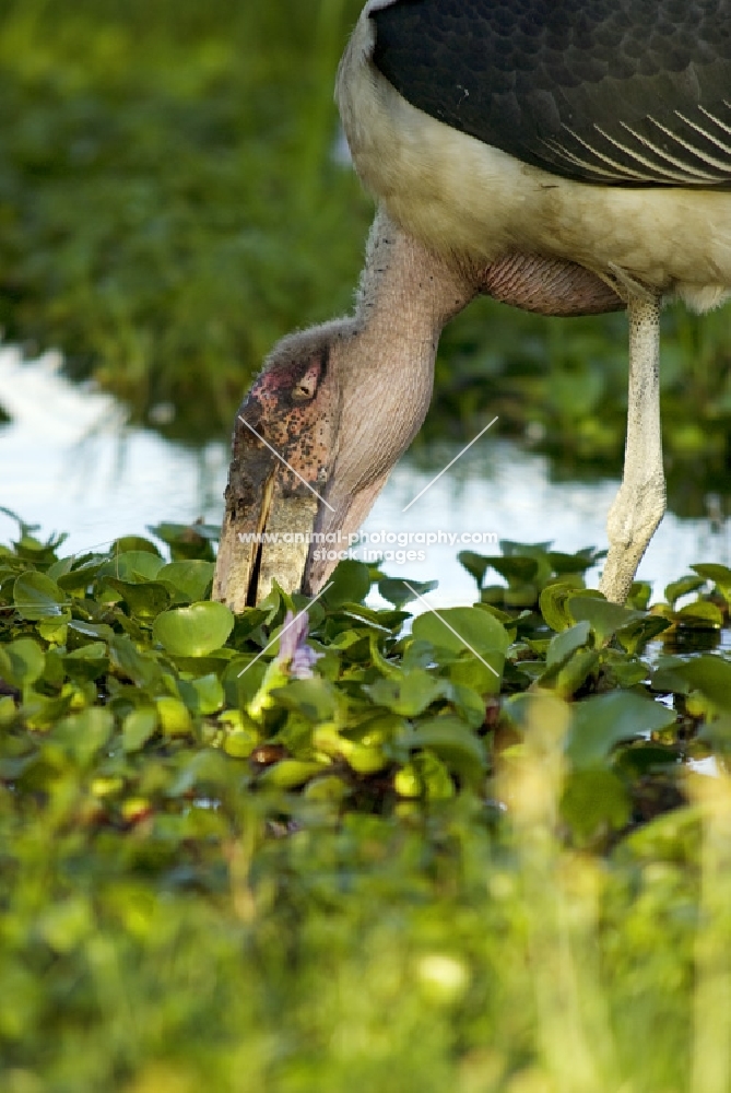 marabou stork foraging