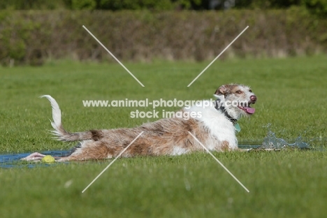 Lurcher lying in water