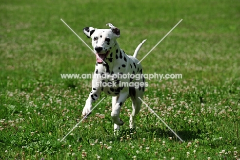 black spotted Dalmatian running