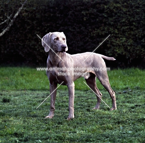 weimaraner looking aside