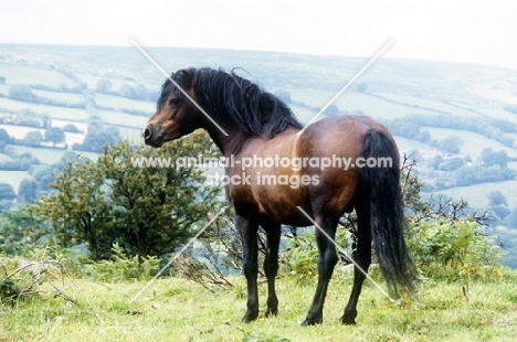 dartmoor pony stallion standing in the countryside on dartmoor