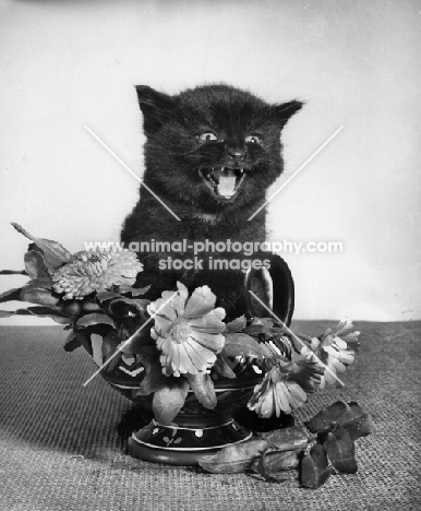 black kitten amongst flowers, mouth open