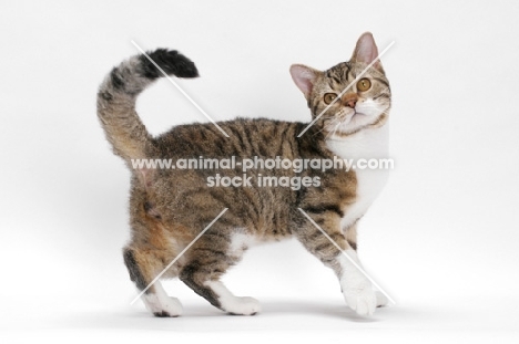 American Wirehair, Brown Mackerel Tabby & White, tail up