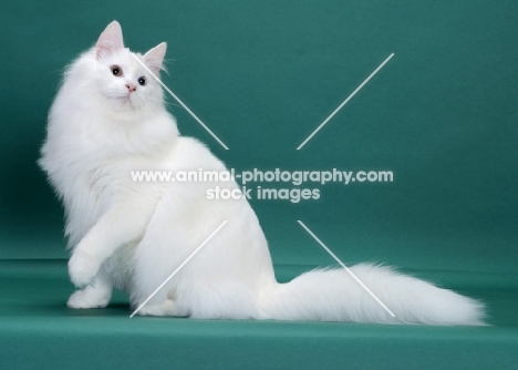 White Odd Eyed Norwegian Forest Cat