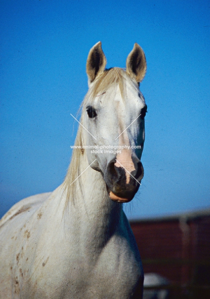 Arab mare head and shoulders  