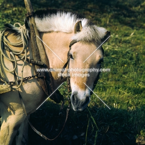 Fjord Pony in harness looking at camera, in Norway