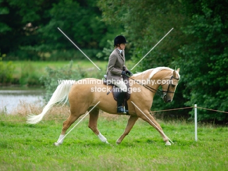 Palomino trotting with rider