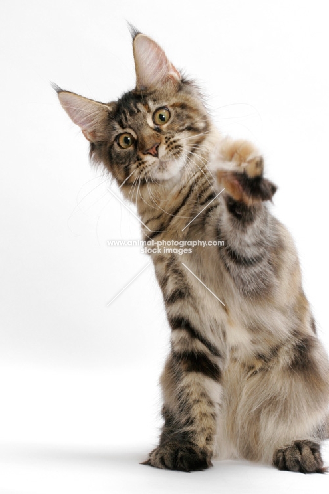 young Maine Coon cat reaching, brown classic torbie colour