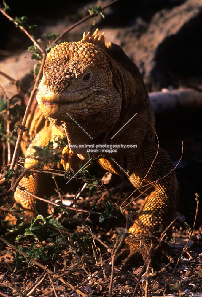 land iguana on santa cruz island ,galapagos 