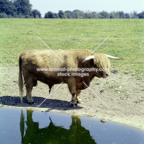 highland bull standing near water, whipsnade