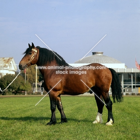Tyrou, vladimir stallion at moscow exhibition