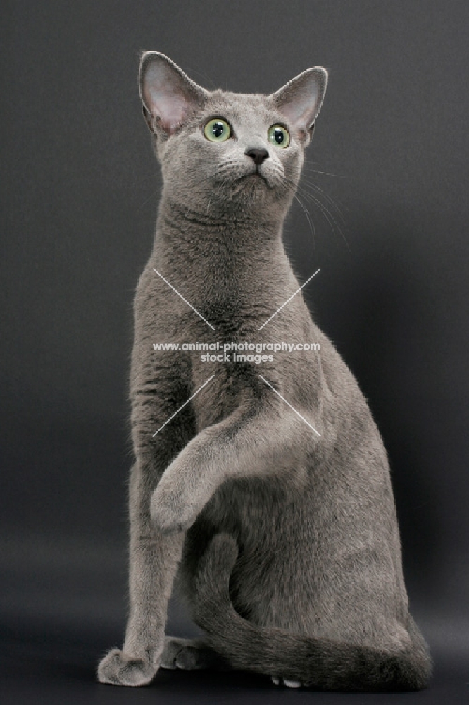 Russian Blue female cat, looking up