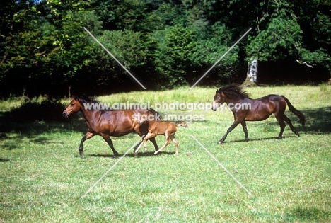 Dartmoor ponies running with a foal
