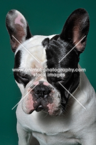 cute French Bulldog looking down in green studio