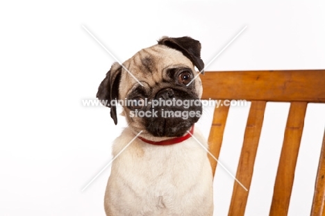 Pug sitting on chair
