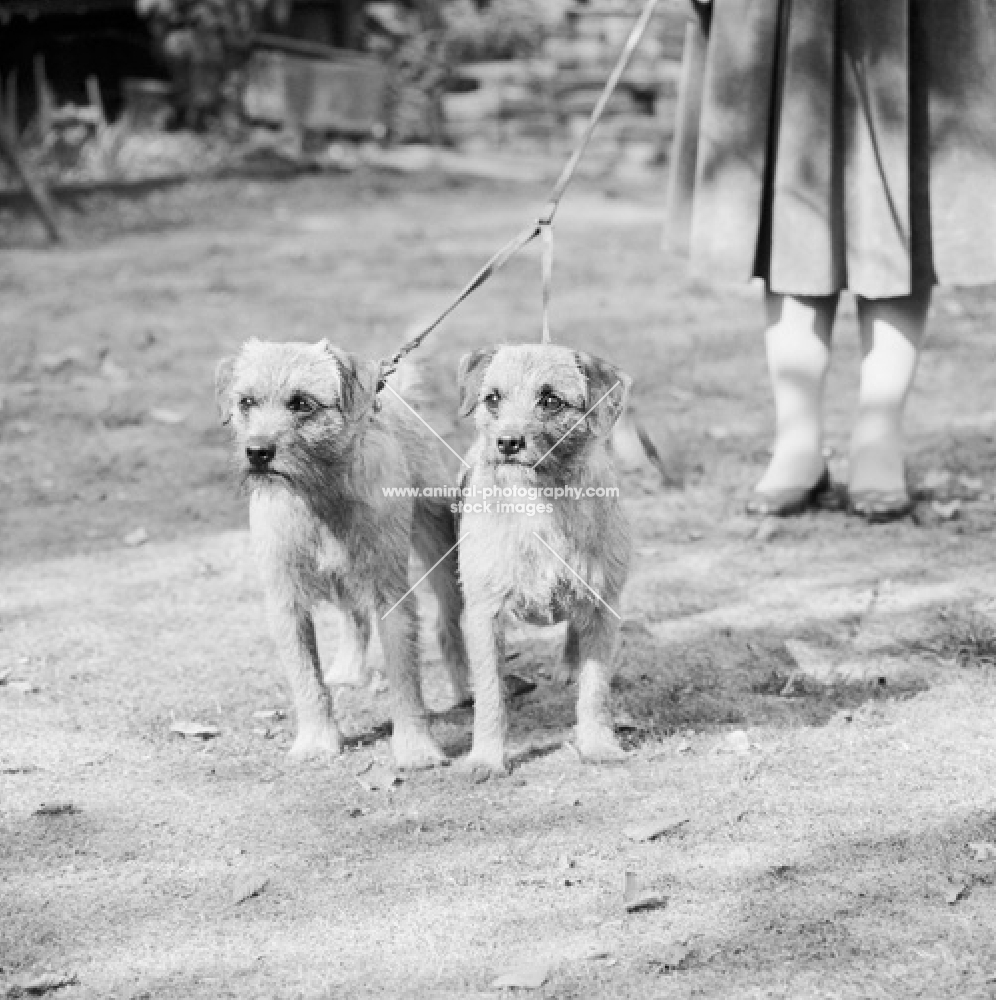 two border terriers on leads held by a woman