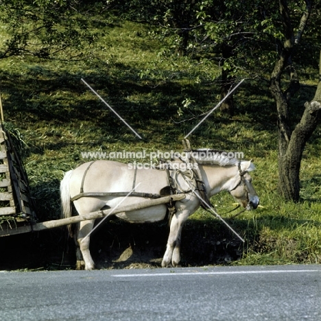 working fjord pony in harness eating grass at roadside in norway