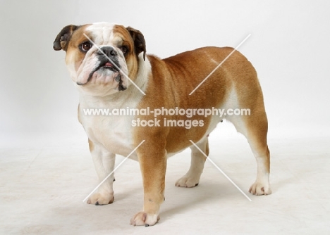 Australian Champion British Bulldog on white background