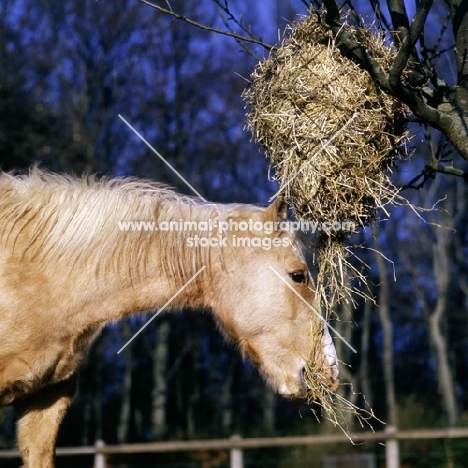 palomino pony eating hay from haynet in tree in winter