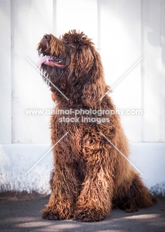 Labradoodle looking up