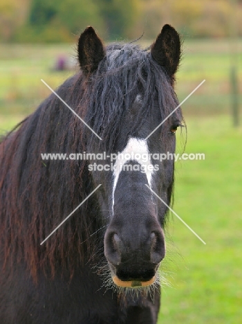 Piebald horse