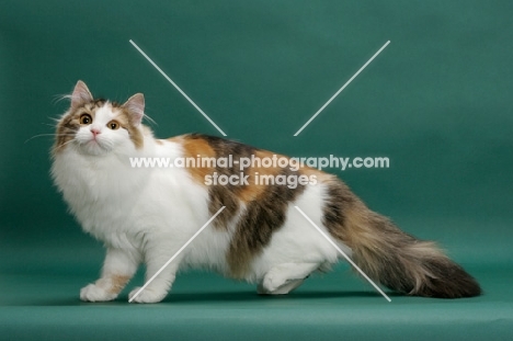 Siberian standing on green background, Brown Mackerel Torbie & White