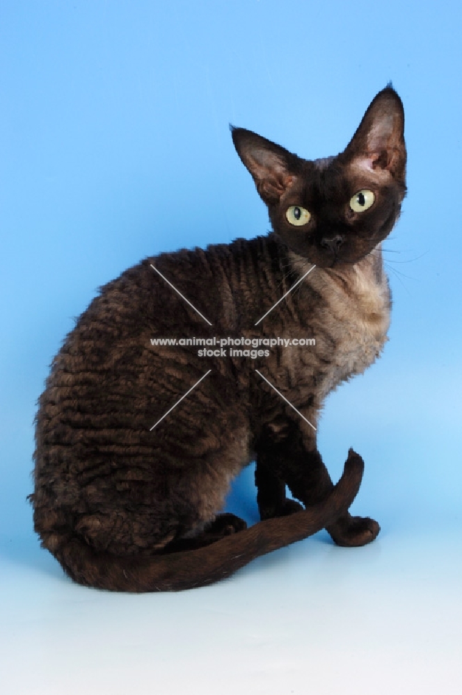 black smoke devon rex cat on blue background