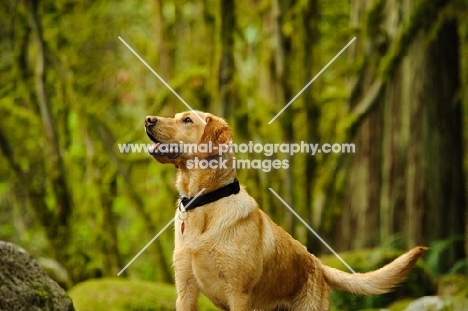 Labrador Retriever in forest