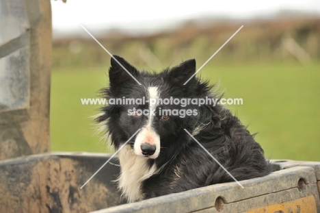 working border collies sat on back of farm quad bike