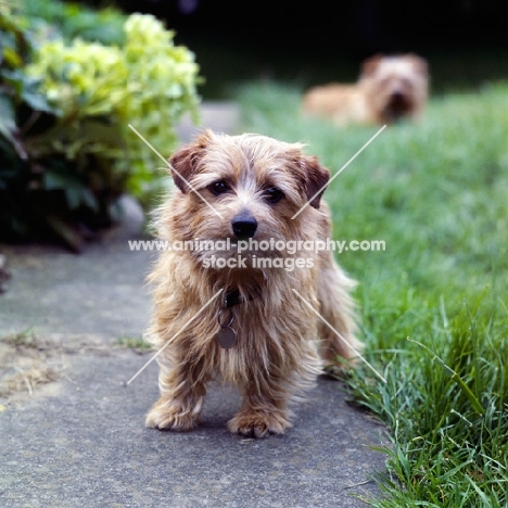 norfolk terrier standing on a path