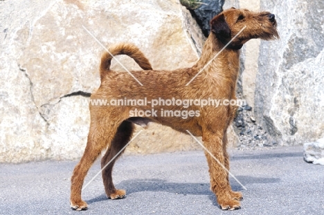 Irish Terrier posed