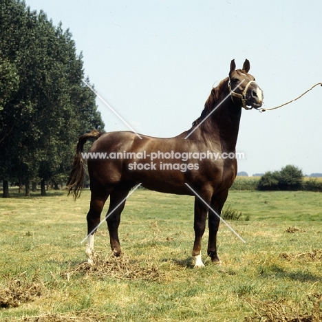 Satelliet or Theolog, proud Gelderland stallion in Holland