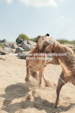 two mongrel dogs play fighting on beach