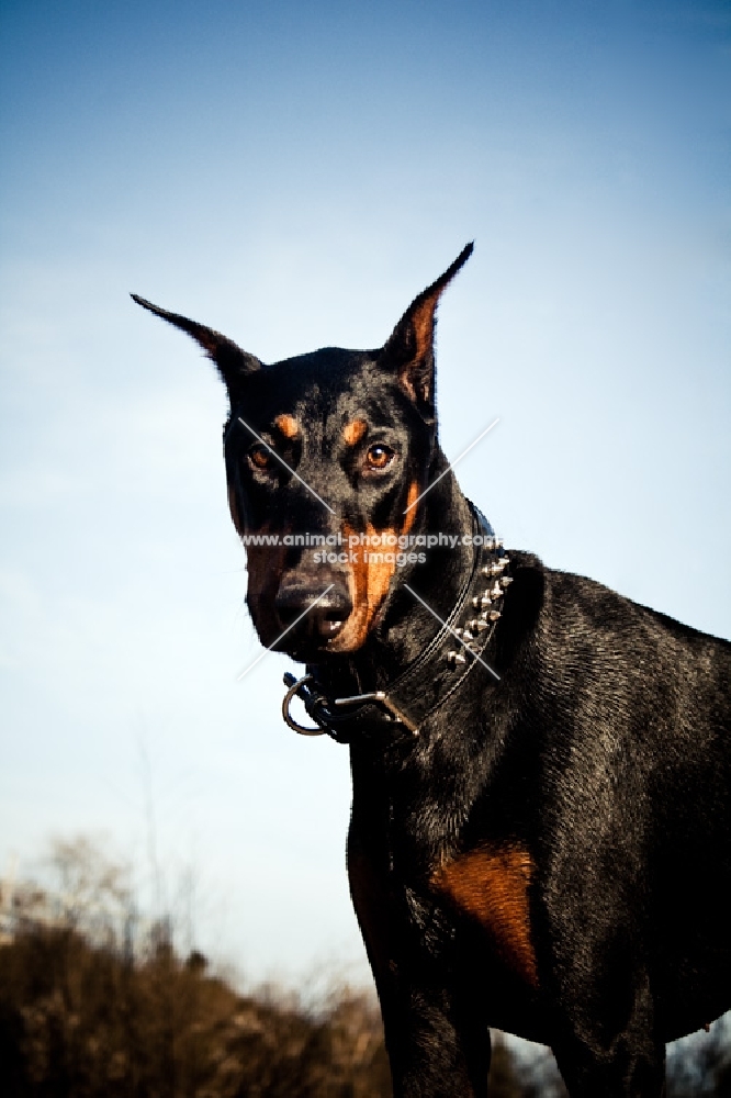 Doberman against blue sky