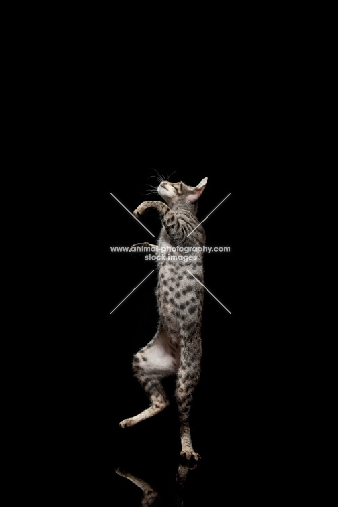 peterbald cat dancing