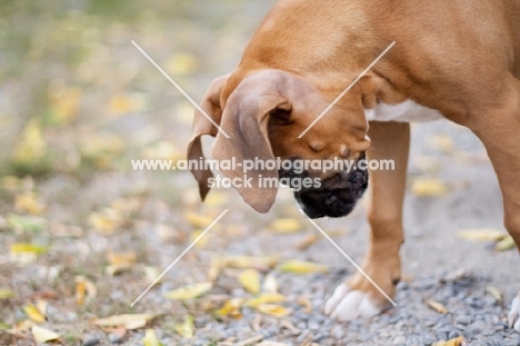 Boxer puppy looking down