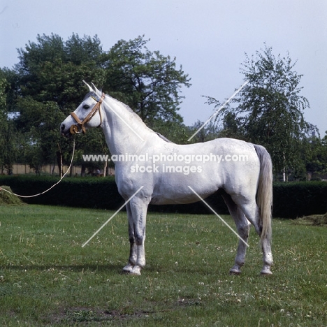 5854 Shagya XXXV1, Shagya Arab stallion full body 
