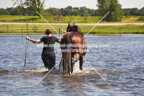 woman and her quarter horse walking in water