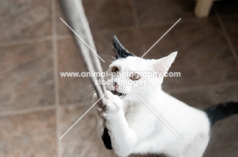 mischievous cat playing with rope