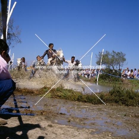 Fangasse, Camargue ponies racing through water, traditional games 