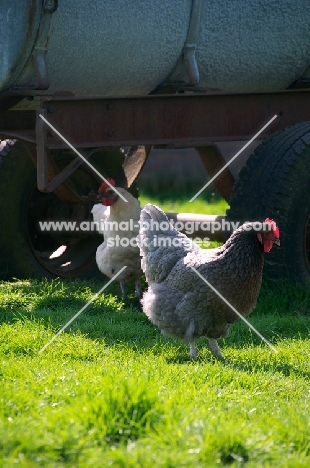 Chickens from Australorp eggs