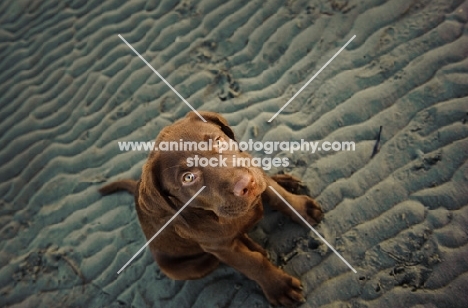 cute chocolate Labrador puppy on beach