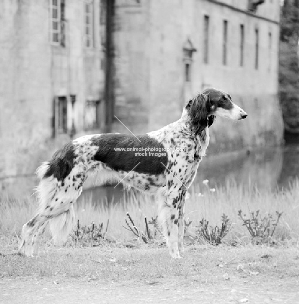 saluki at castle at Havixbeck, germany in 1955