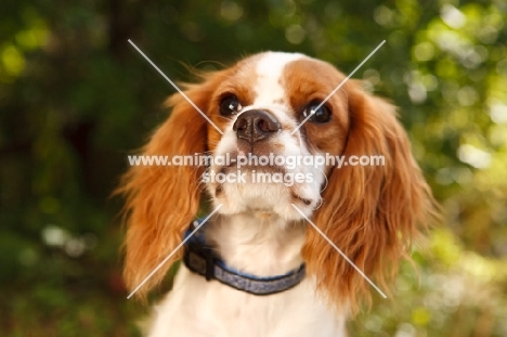 red and white Cavalier KIng Charles Spaniel