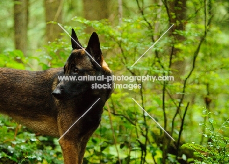 Malinois looking away