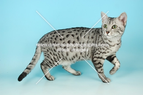 silver egyptian mau walking