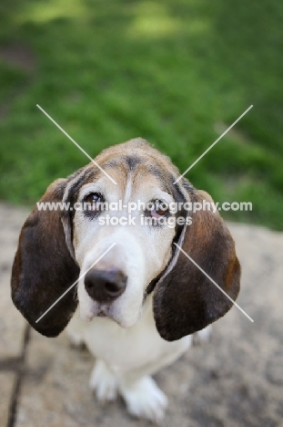 Senior Basset hound in park.