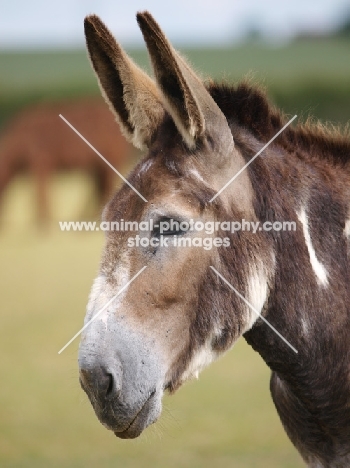 Donkey head study